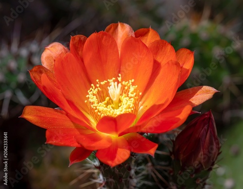 Vibrant orange flower with yellow stamens on a spiny green plant