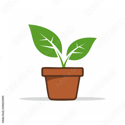 Minimalist potted plant in terracotta pot