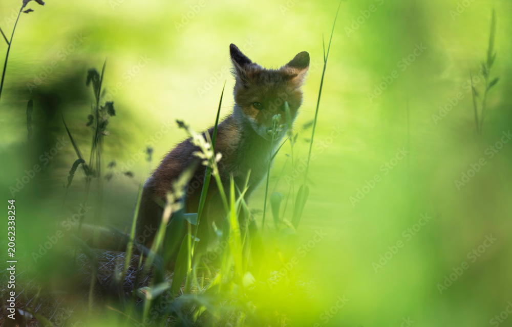 Fototapeta premium Kleiner Fuchswelpe versteckt im Unterholz