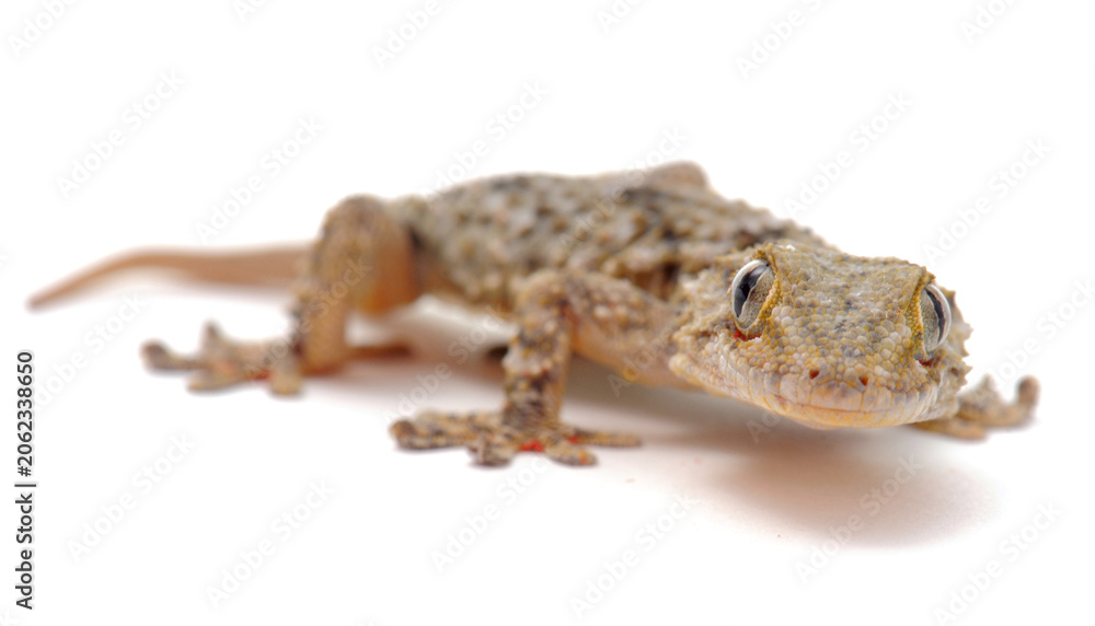 Naklejka premium gecko in studio