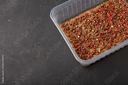 Daikon radish microgreen seeds in plastic container with linen substrate mat on black wooden background. Close up shot, copy space