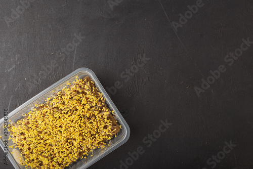 Εκτύπωση καμβά Broccoli microgreen in container on black wooden background