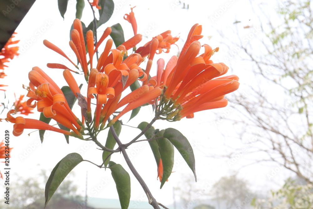 Obraz premium Pyrostegia venusta, flame vine or orange trumpet vine flower plant