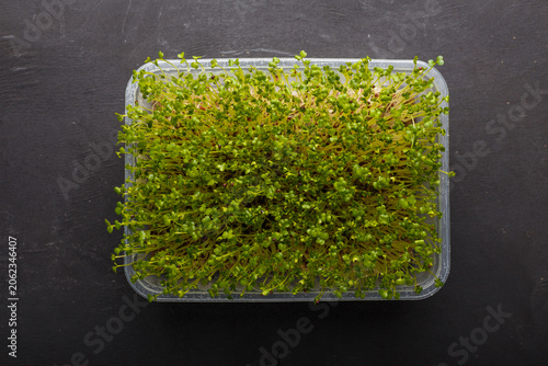 Εκτύπωση καμβά Broccoli microgreen in container on black wooden background