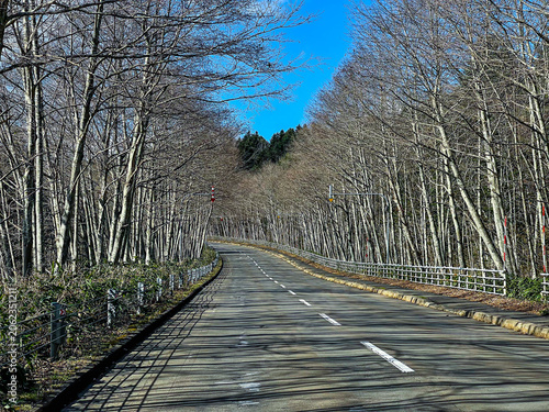Tree lined road with strong perspective, quiet winter landscape
