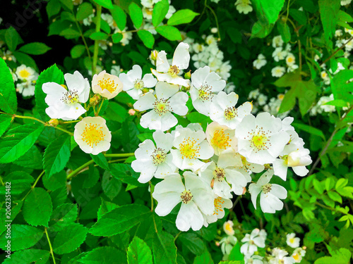 Wild white rose flowers in full bloom, natural spring floral background