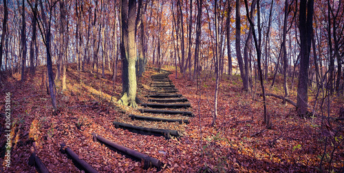 Wooden steps through autumn forest, concept of journey and progress