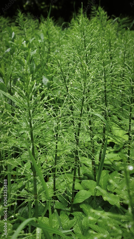 Obraz premium horsetail in the forest