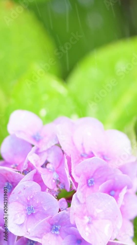 梅雨の雨粒に打たれる綺麗な紫陽花の動画　梅雨や6月などの爽やかなイメージ縦動画