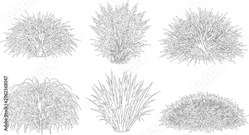 Fotografie Elevation view and vector set of ornamental grasses with varied heights and dens