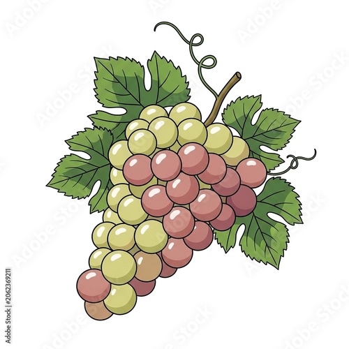 A vibrant illustration of a bunch of grapes featuring a mix of green and red berries, complete with detailed green leaves and a curly vine, isolated on white background