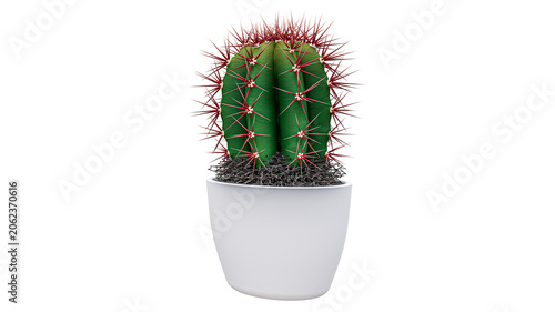 Foto Spiky green cactus with red spines in white pot.