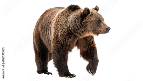 Εκτύπωση καμβά Large brown grizzly bear walking forward isolated on transparent background cut