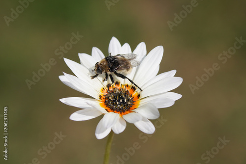 Flower Arctotis fastuosa ‘Zulu Prince’ Cape Daisy. Hoverfly Narcissus bulb fly, Merodon equestris. Family Syrphidae. Netherlands, June