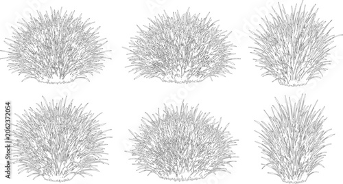 Elevation view and vector set of ornamental grasses for professional landscape architecture and garden design site plan layouts
