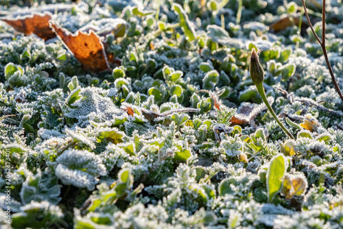 Konstfotografi Frost covered ground with leaves and plants during a cold morning in autumn