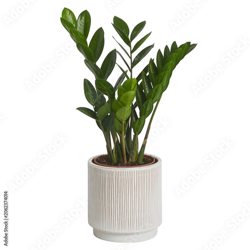 Zamioculcas zamiifolia houseplant in a white ribbed ceramic pot isolated on a transparent background
