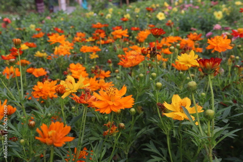 Bild auf Leinwand orange colored sulfur cosmos flower plant