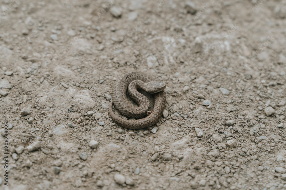 Obraz premium Small Snake Coiled on a Gravel Path: The Concept of Vulnerability and Hidden Wildlife