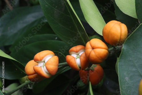 Suregada multiflora, sometimes called the false lime tree plant
