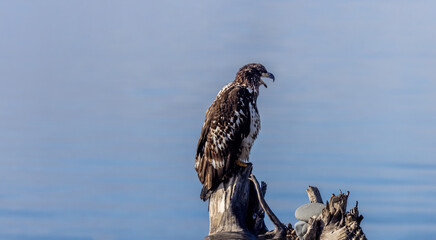 Young Immature Bald Eagle Screeching on Driftwood Log at Homer Spit, Alaska