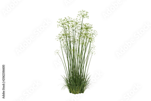 A tall bunch of white allium flowers with slender green stems and grassy leaves, botanical garden vegetation isolated on a transparent background
