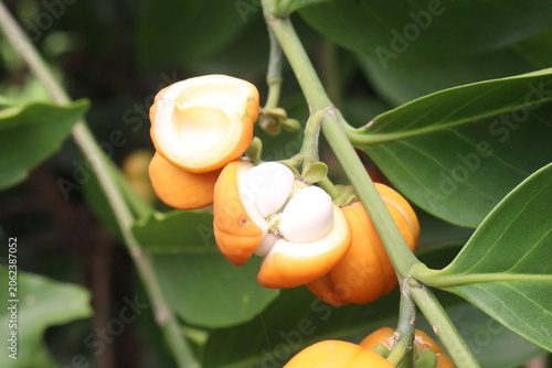 Suregada multiflora, sometimes called the false lime tree plant
