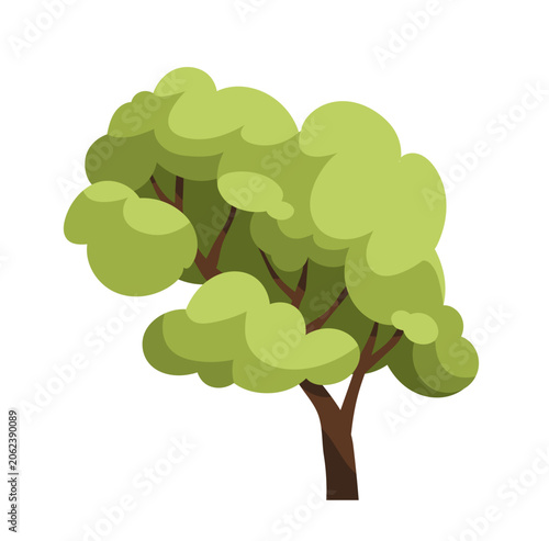 Forest tree with green fluffy canopy, deciduous crown, branches and trunk. Su...