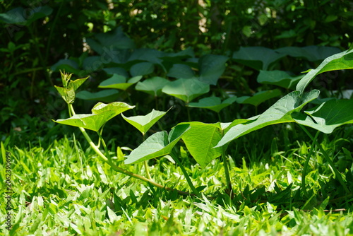 Sweet potato plants have heart-shaped, creeping leaves that spread along the ground. They are easily propagated by taking cuttings and planting them in the soil.