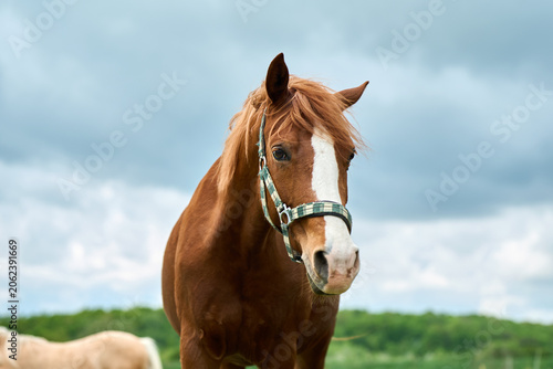 Bild auf Leinwand Closeup portrait of a Welsh brown pony on a green meadow.