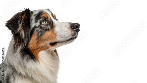 Quadro su tela Fluffy australian shepherd dog looking to the side in a profile portrait isolate