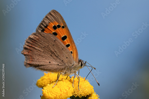 Quadro su tela Closeup on a small orange European cupper butterfly, Lycaena phlaeas