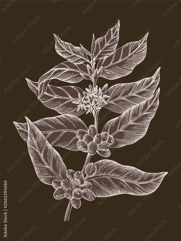 Obraz premium Hand drawn coffee tree branch