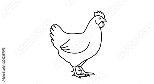 Chickens White Hen Standing in Place