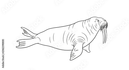 Photos Walrus Swimming in Water.