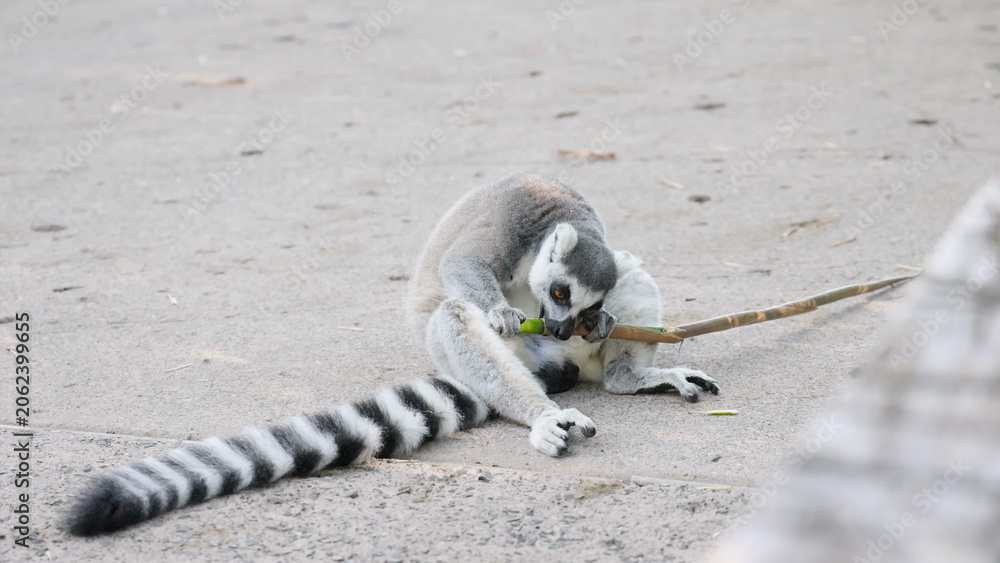 Obraz premium Ring-Tailed Lemur Sitting on Ground Chewing a Long Stick