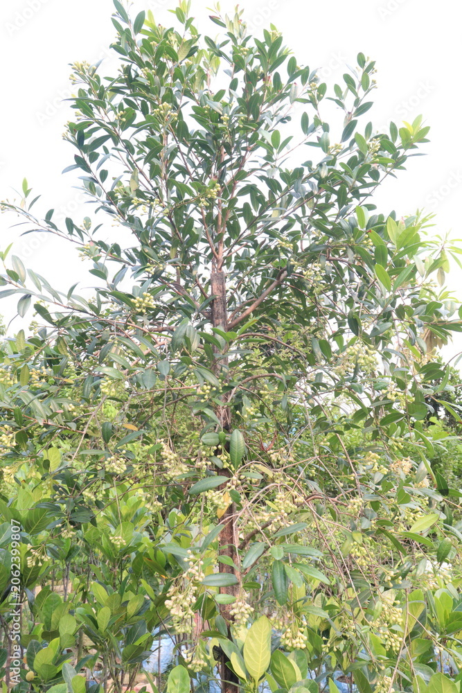 Fototapeta premium Syzygium paniculatum, the magenta lilly pilly, magenta cherry flower on tree