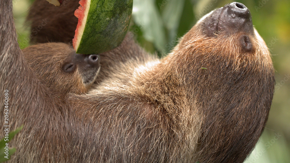 Fototapeta premium Close-up of Mother and Baby Two-Toed Sloth Eating Watermelon