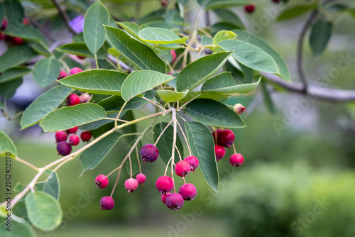 Full frame abstract texture background of ripe red fruits on a serviceberry (Amelanchier grandiflora) tree