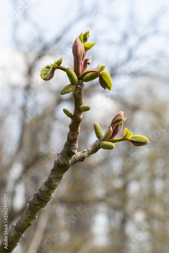 A Walnut Tree. Juglans Regia