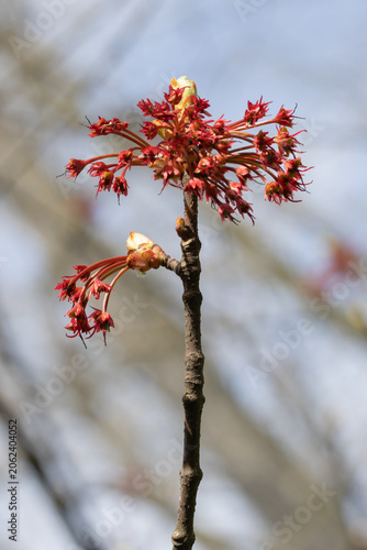 Spring Blossoms of a Red Maple. Acer Rubrum