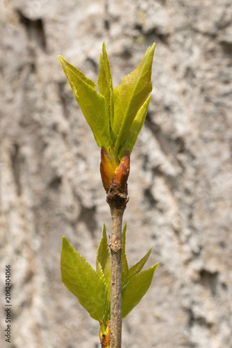Bud Leaves of Black Poplar. Populus nigra