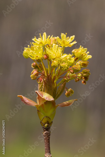 Maple Tree Flowers. Norway Maple. Acer Platanoides