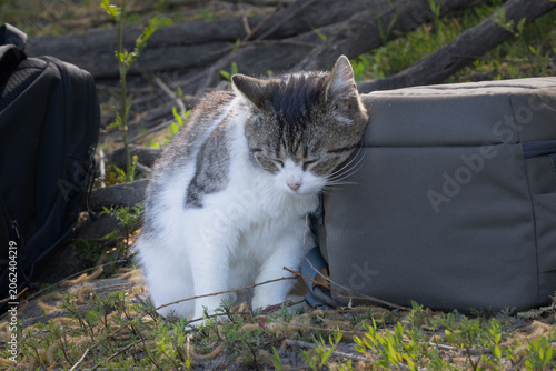 A Solitary Cat in the Wild