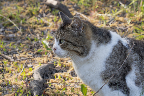 A Solitary Cat in the Wild