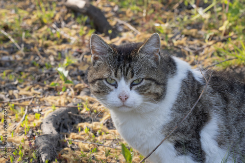 A Solitary Cat in the Wild