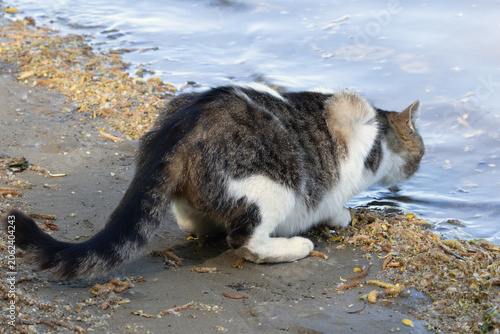 A Lonely Cat Drinking Water from a River