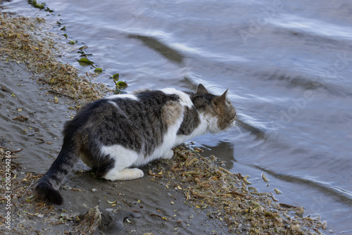 A Lonely Cat Drinking Water from a River