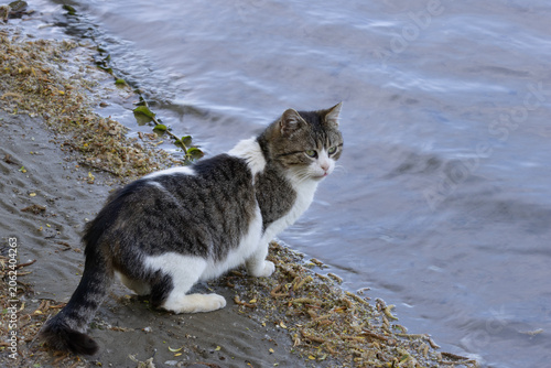 A Lonely Cat Drinking Water from a River