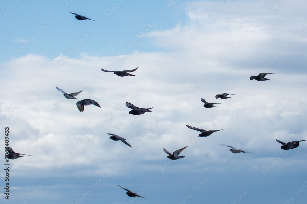 Fototapeta premium Birds fly against a cloudy sky. Their wings spread as they soar upward.
